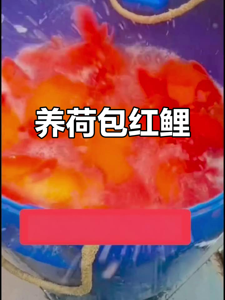荷包红鲤鱼,招财进宝的秘密