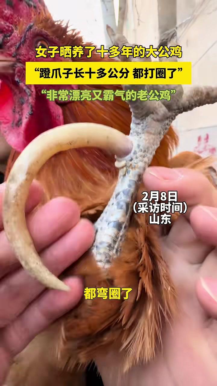 女子晒养了十多年的大公鸡“蹬爪子长十多公分都打圈了”#大公鸡#鸡蹬子#万万没想到