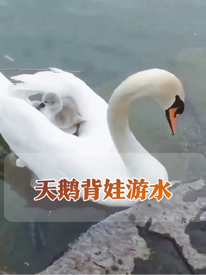 天鹅妈妈背宝宝游水，小天鹅跳下水跟随萌化了