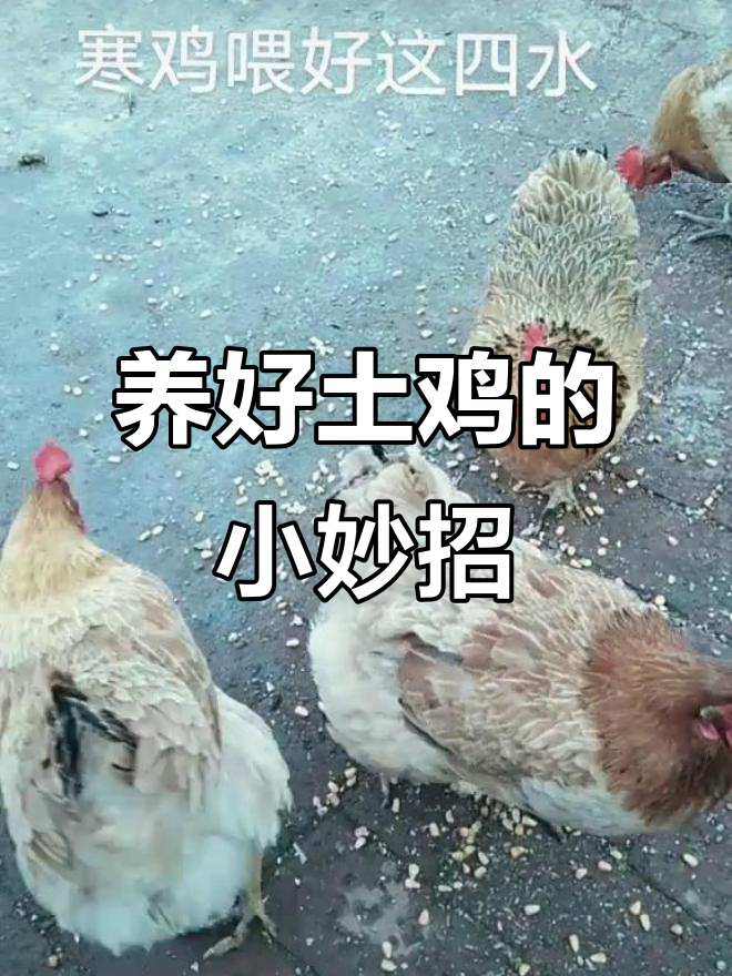 农村散养土鸡的四个小技巧，让你养殖更轻松