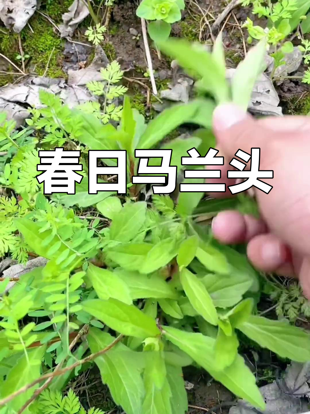 马兰头,春季野菜,别名鸡儿肠、路边菊