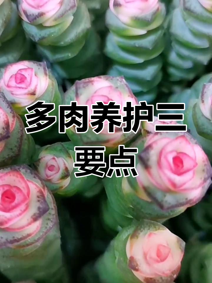 钱串子多肉养护技巧