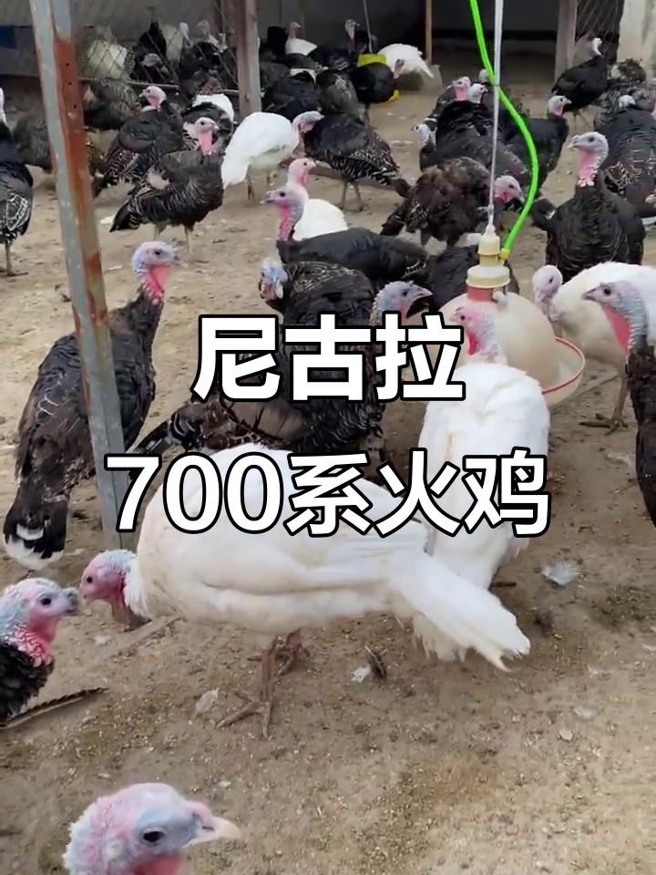 尼古拉700系火鸡与青铜火鸡的秘密