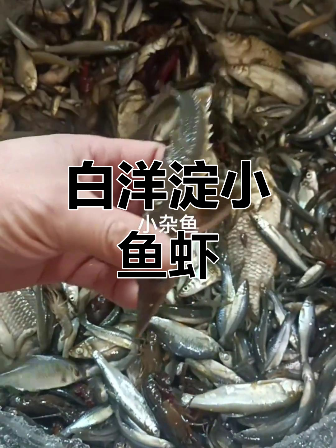白洋淀野生鱼虾大揭秘,百元店带来惊喜小杂鱼