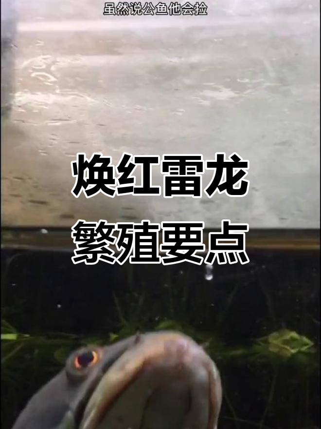 焕红雷龙鱼繁殖技巧:如何处理卵与大鱼的分离