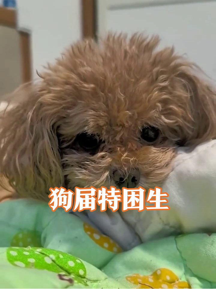 小狗困成表情包!这摆烂状态像极了周一的我