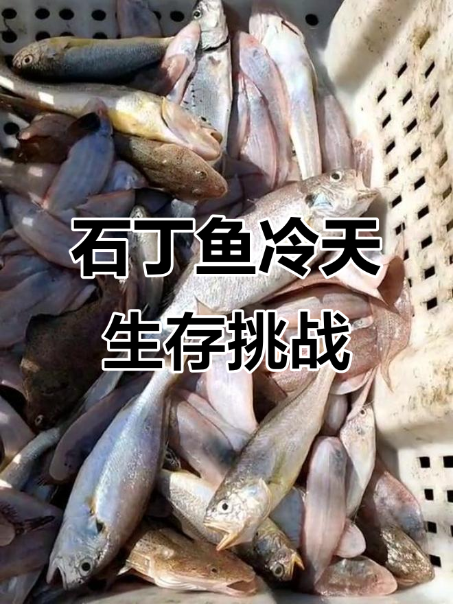 寒冷天气下，石丁鱼如何应对？揭秘黄花鱼的生死时速