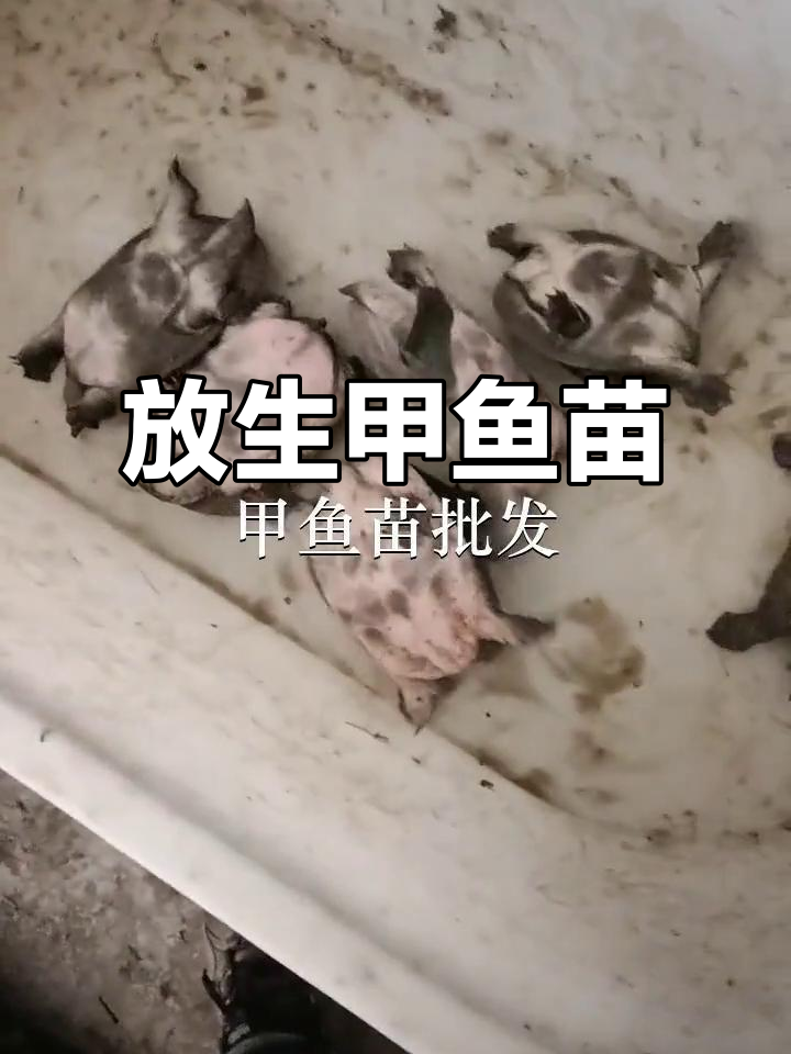佛山龙江与深圳莲花鱼苗场合作,惠州麻甲鱼苗放生行动