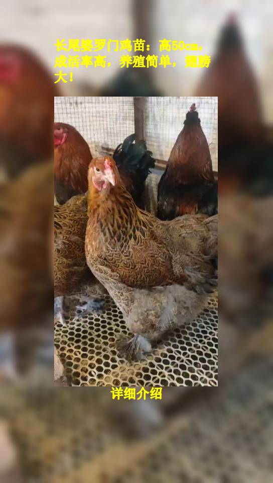 长尾婆罗门鸡苗:高50cm,成活率高,养殖简单,翅膀大!