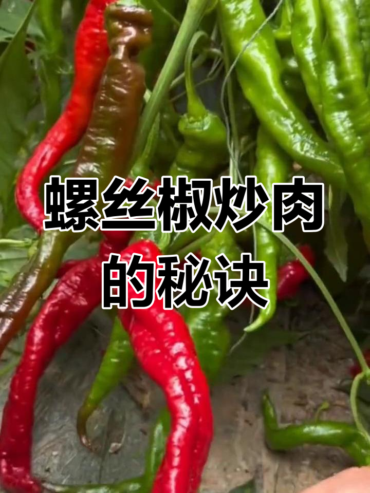 湖南苍蝇小馆的毛氏红烧肉,软糯香甜不辣,做法超简单