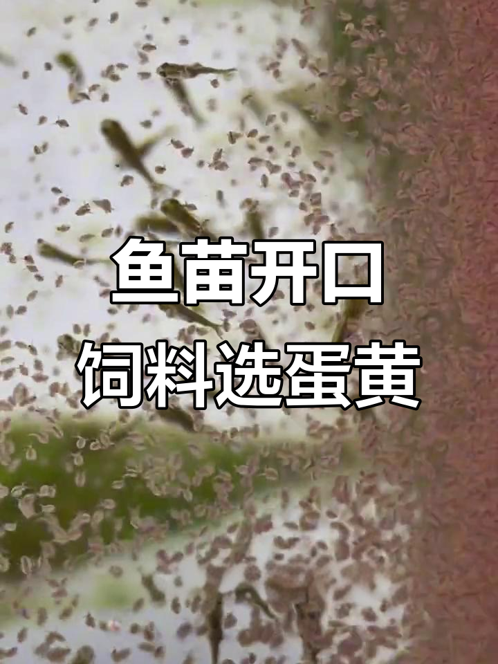 金鱼开口食物选择与投喂技巧,如何正确喂养鱼苗