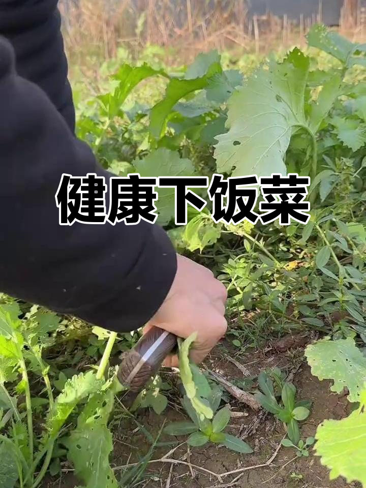 野腊菜做法简单,美味健康,拌饭绝配!