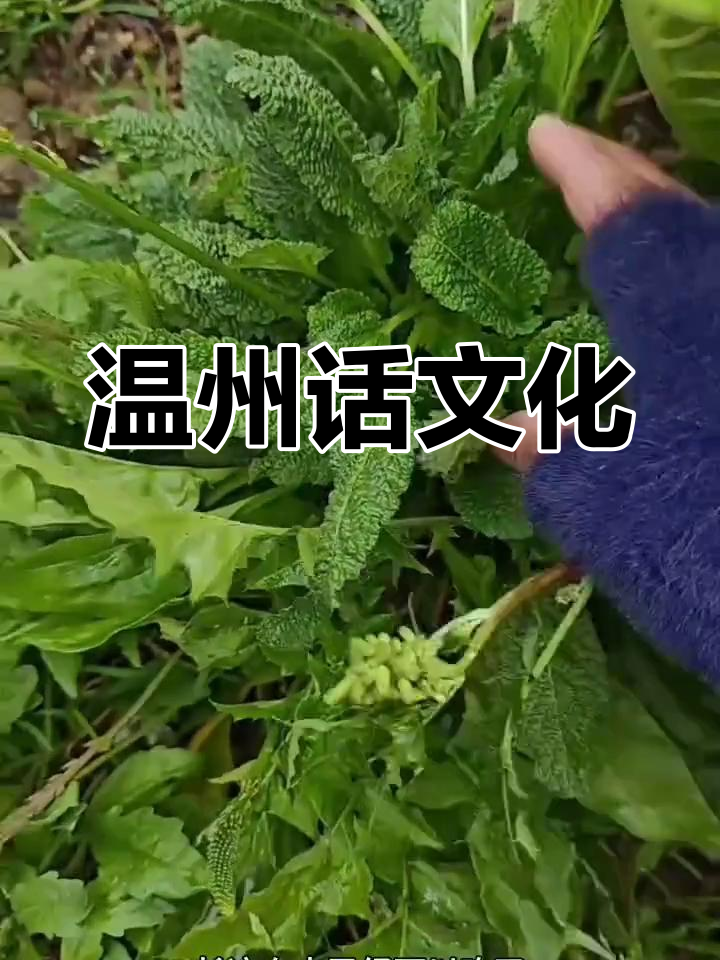 温州方言的魅力与传承