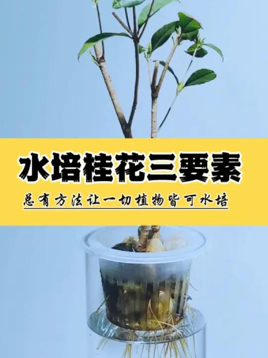 水培四季桂花三大要素知识方法教程怎么养护。水培四季桂花有三大要素,错误的操作就很难诱导出水