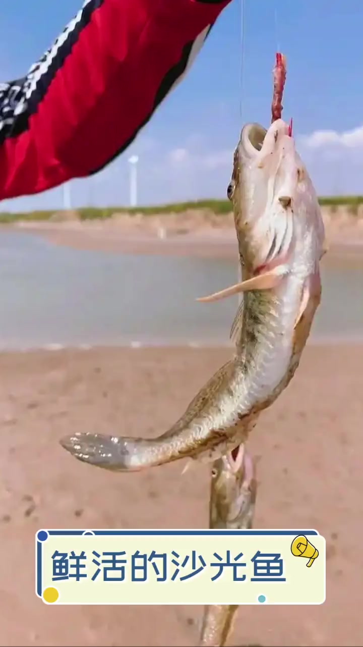 鲜活的沙光鱼