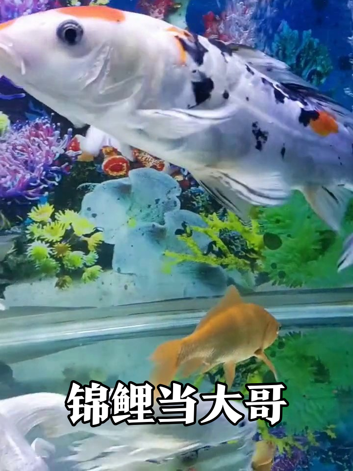 鱼缸显眼包上线!花头锦鲤带着小鱼群开派对
