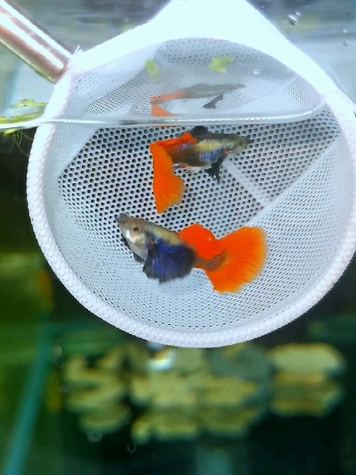 象耳白金红尾孔雀鱼