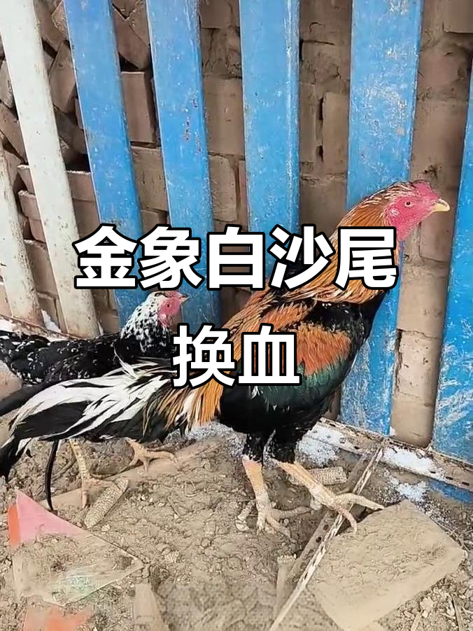 泰国金象白沙尾种公鸡换血，三年纯种斗性极强