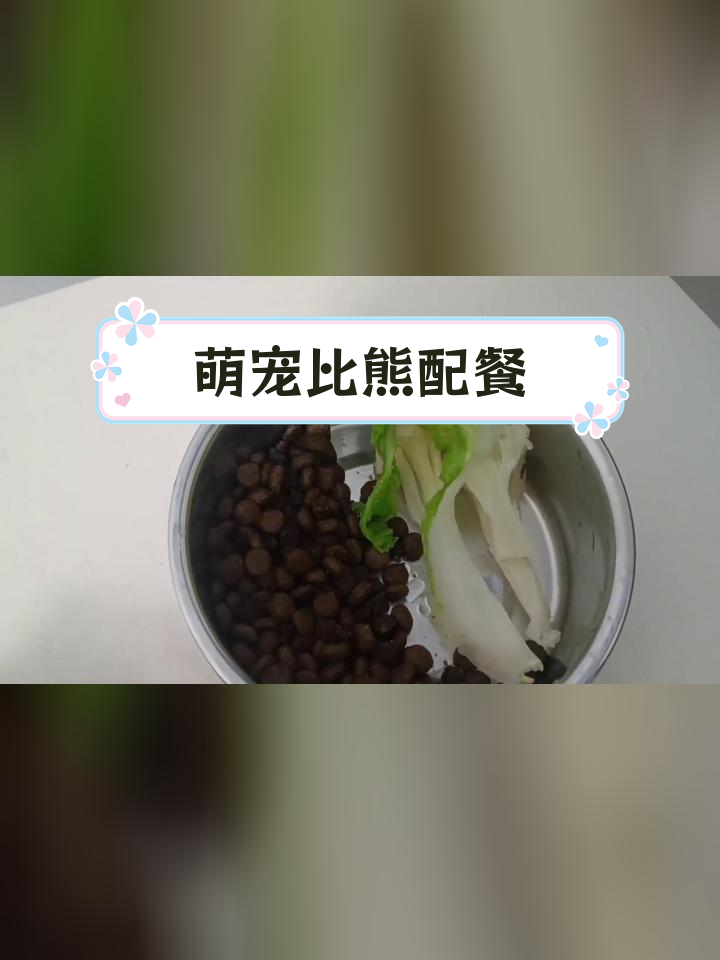 比熊团子今日食谱:荤素搭配,营养满分