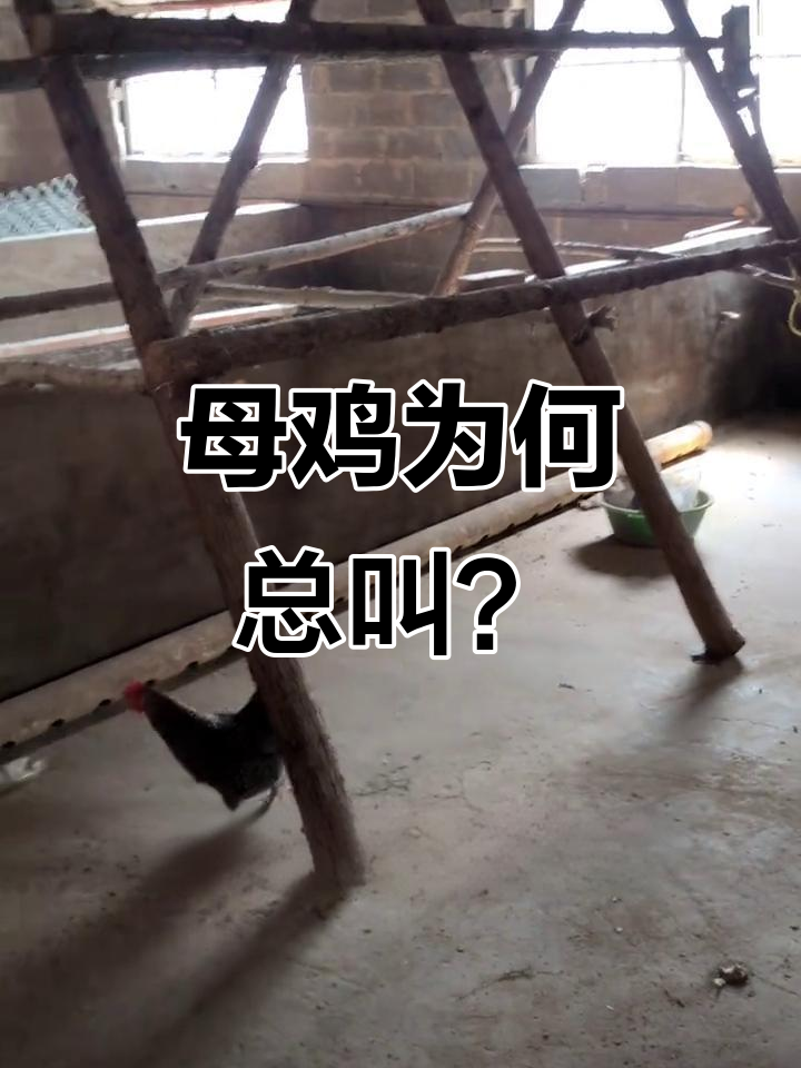 母鸡“咯咯哒”不是要下蛋,而是在炫耀!