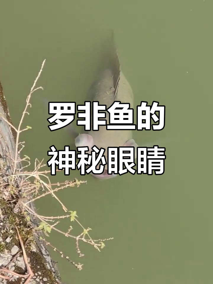 鱼塘惊现怪异罗非,双眼凸出如妖,背后原因令人好奇