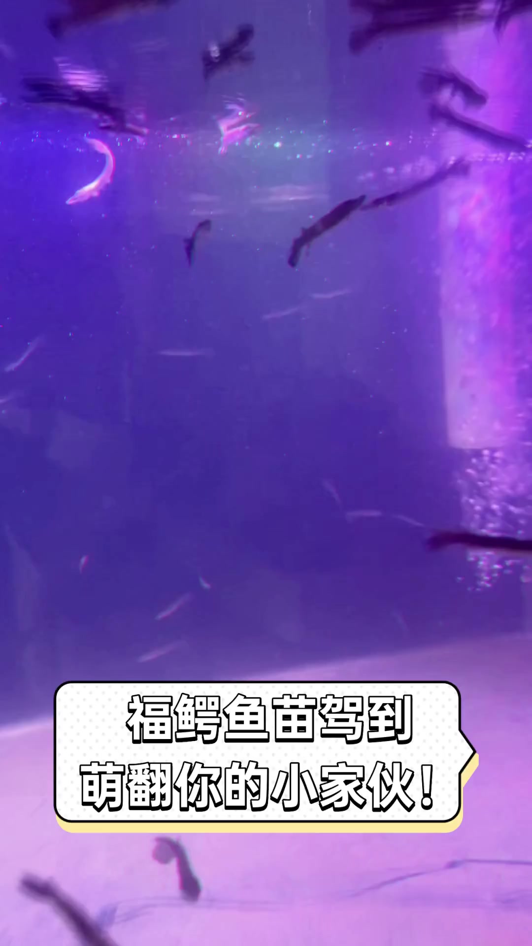 福鳄鱼苗驾到,萌翻你的小家伙!