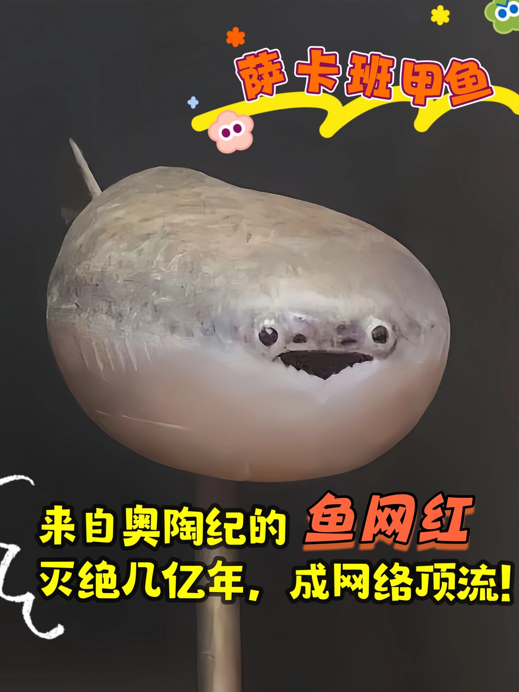 「科普海洋」萨卡班甲鱼:世界上最呆的鱼!