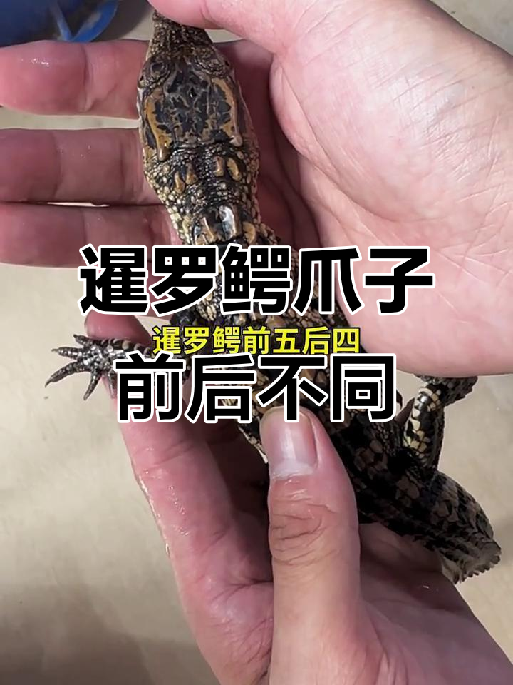 鳄鱼前爪五个指头,后爪四个,揭秘降龙鳄的独特结构