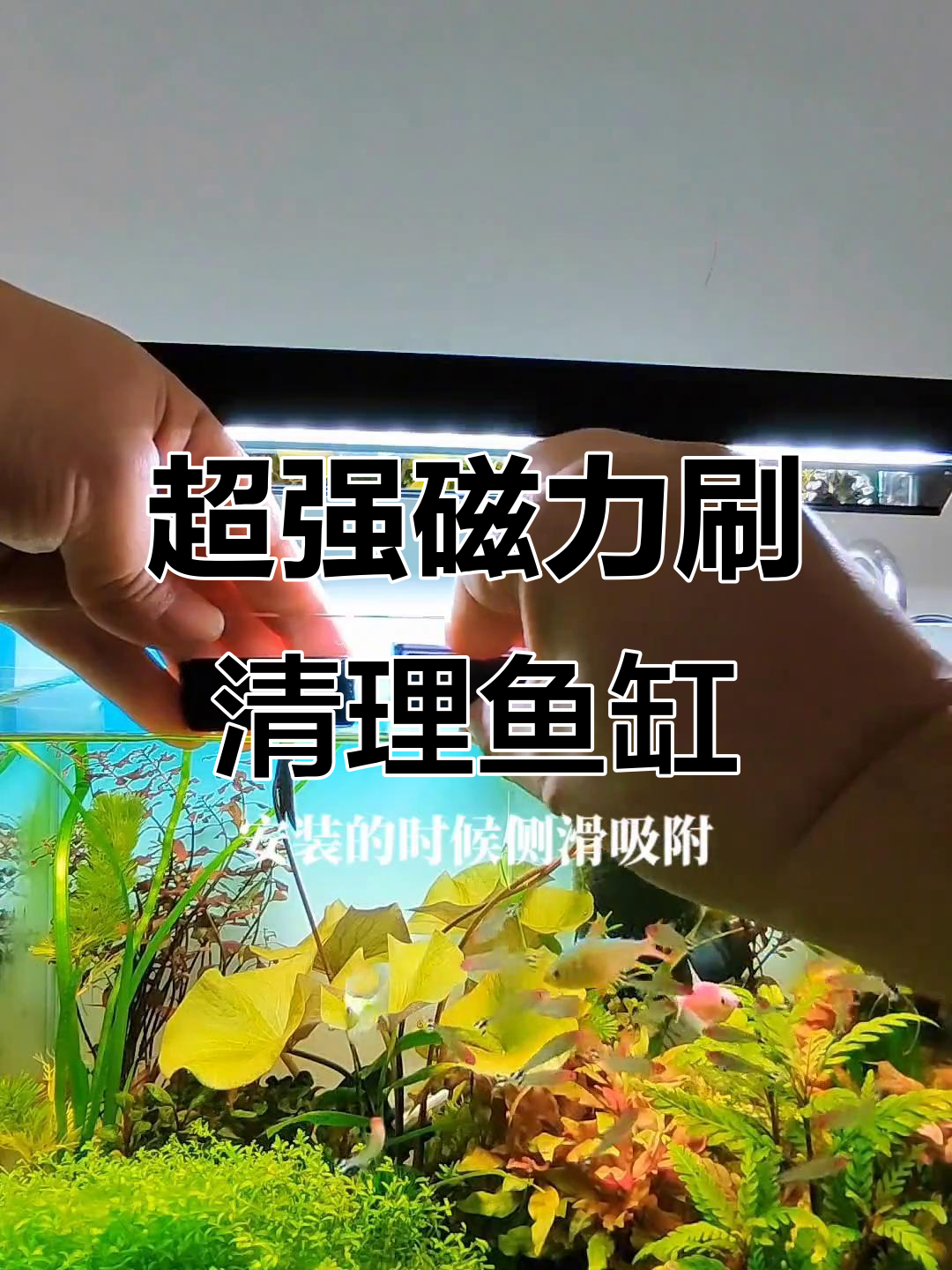 磁力刷让鱼缸清洁更轻松,手指都能吸住玻璃