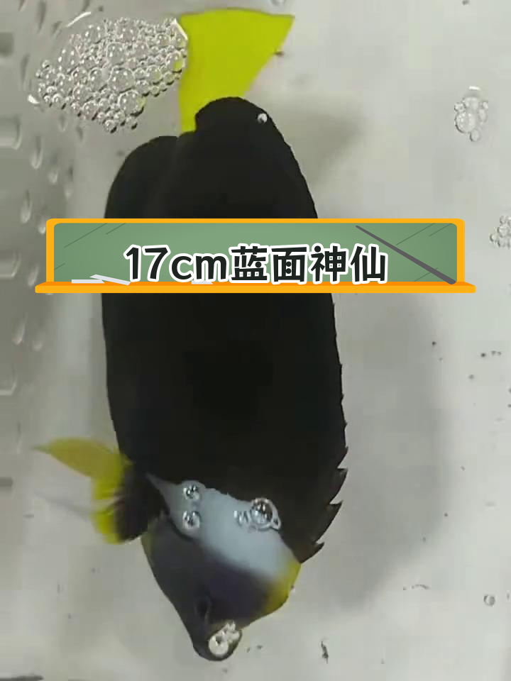 澳洲蓝面神仙鱼成长日记