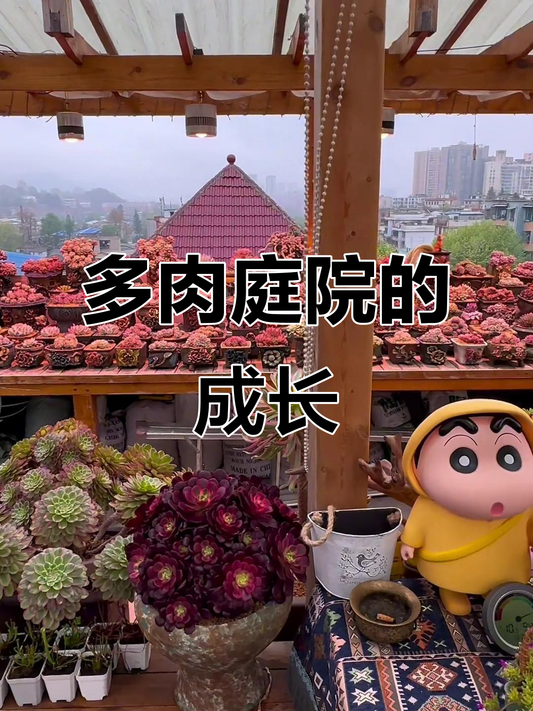 我的多肉花园：从零开始打造庭院景观