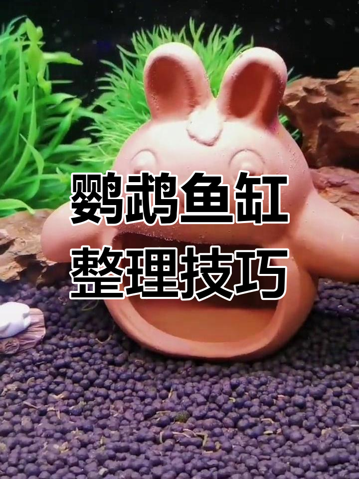 鹦鹉鱼缸造景与清理全攻略