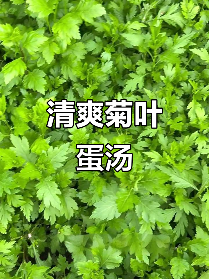 初夏清凉菊叶蛋汤,鲜香四溢让人难以抗拒