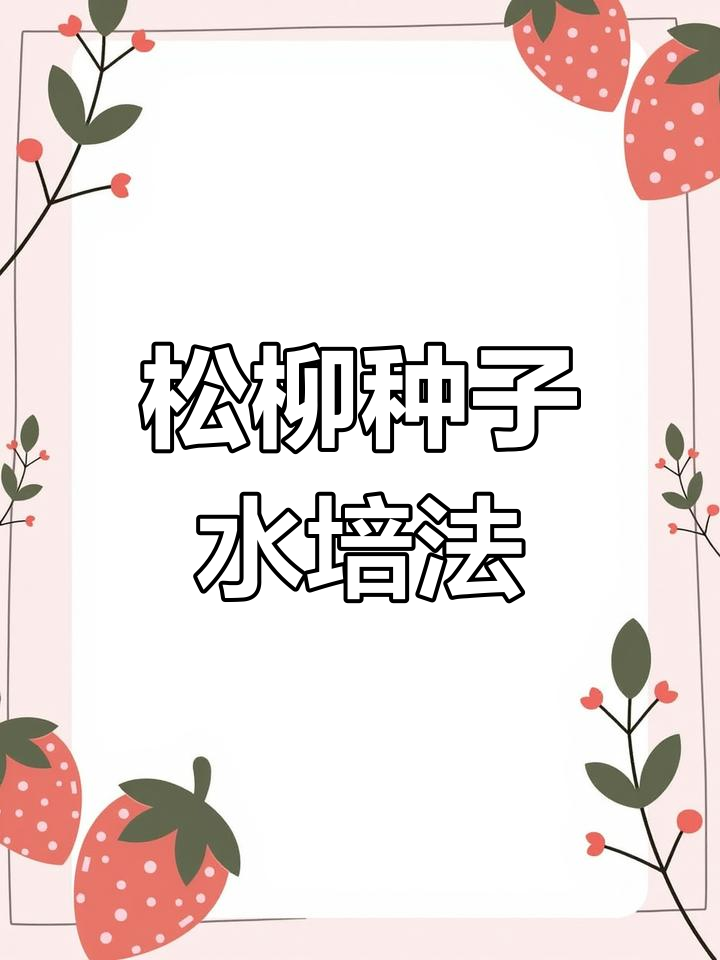 水培松柳苗种植全攻略