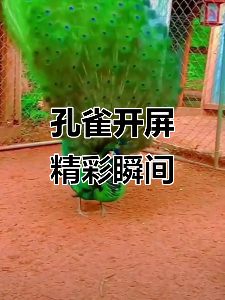 孔雀开屏瞬间大合集,美丽惊艳全场
