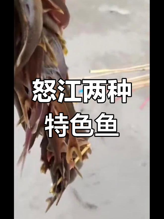 怒江的四种鱼,你见过吗?