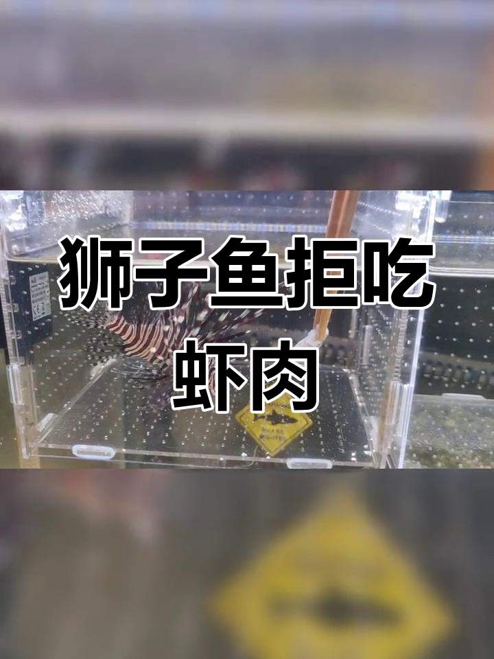 黑长须狮子鱼到家第一天,尝试喂食却不吃