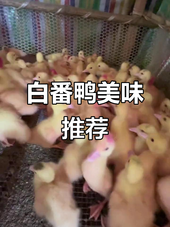 这款白番鸭,肉质鲜美,公重10斤,母6-8斤