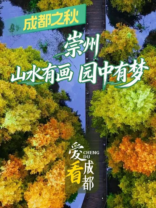 成都之秋② 崇州的秋天,是一场与大自然的深情相拥,它在桤木河的水杉间“流淌”,在琉璃坝的彩