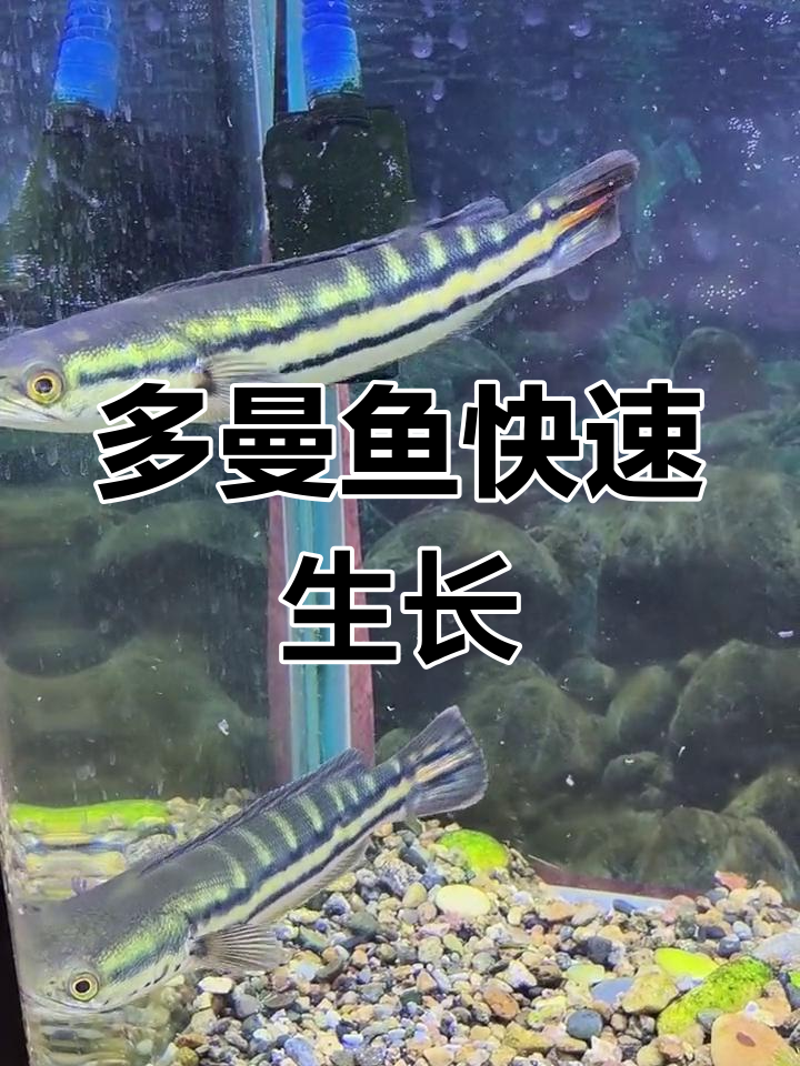 小多曼鱼发色变化,成长迅速