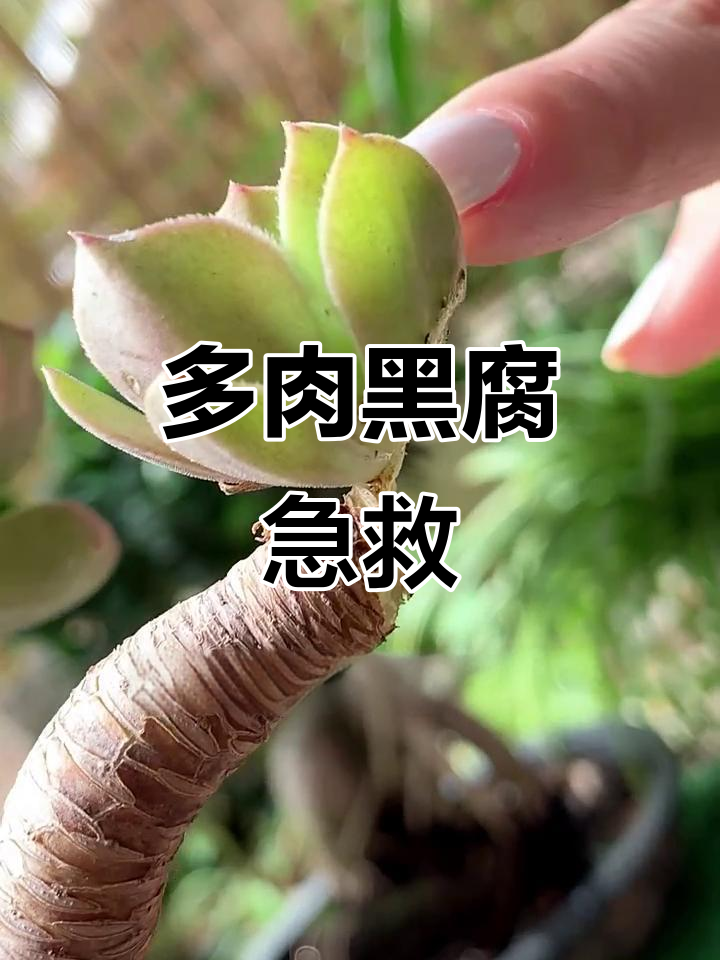 多肉黑腐病如何处理?快速手术防止二次感染