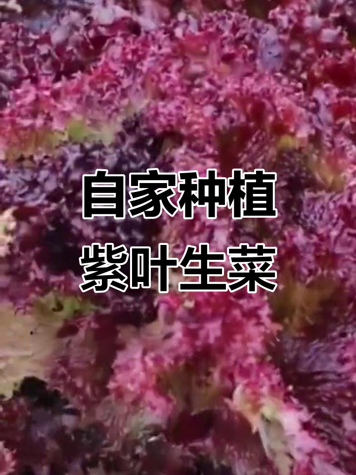 过年种紫叶生菜,阳台变蔬菜小树,营养又美味