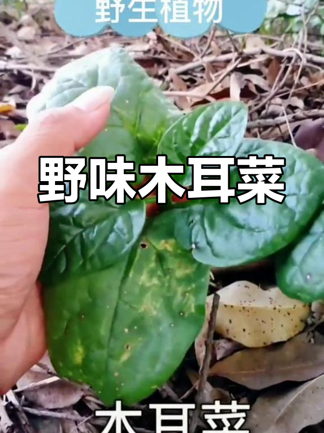 没想到野生木耳菜竟如此美味,你们尝过吗?