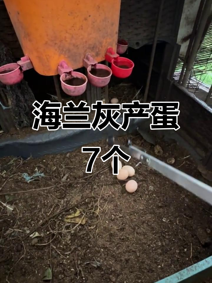 褐羽海兰灰480天，七蛋成绩喜人