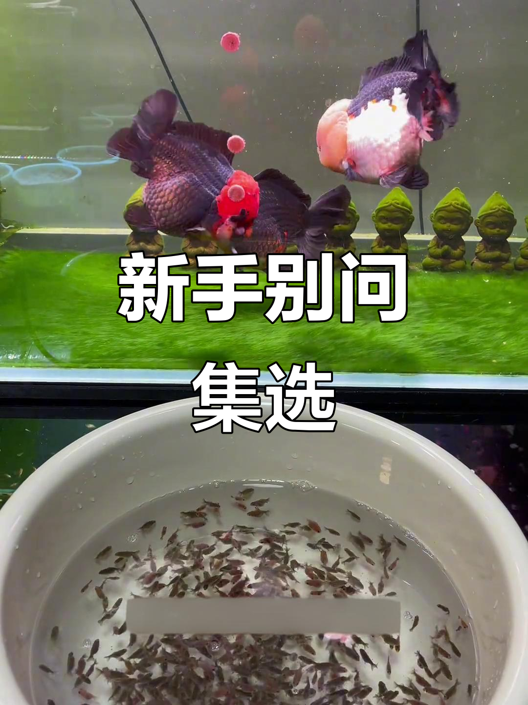 鱼苗筛选问集选?新手才问的!了解金鱼品种特征才是关键