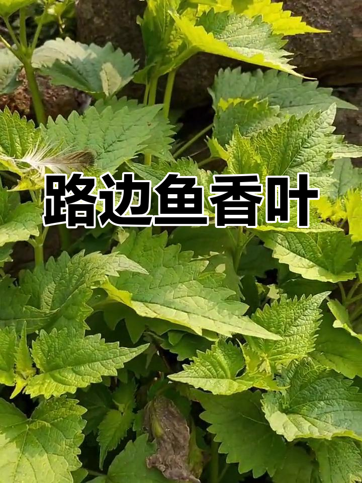 农村路边的鱼香叶,做鱼的必备佐料