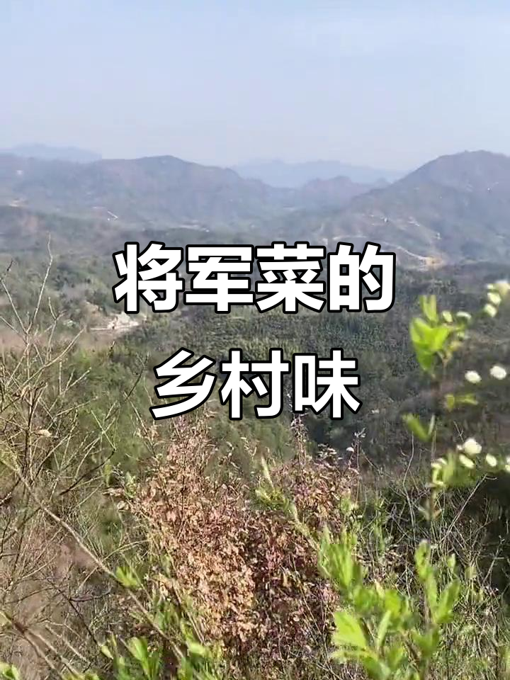 大山里的将军菜,爸爸的味道