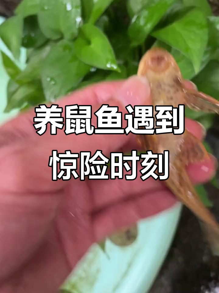 老鼠鱼竟然能爬树?第一次养这种鱼太刺激了