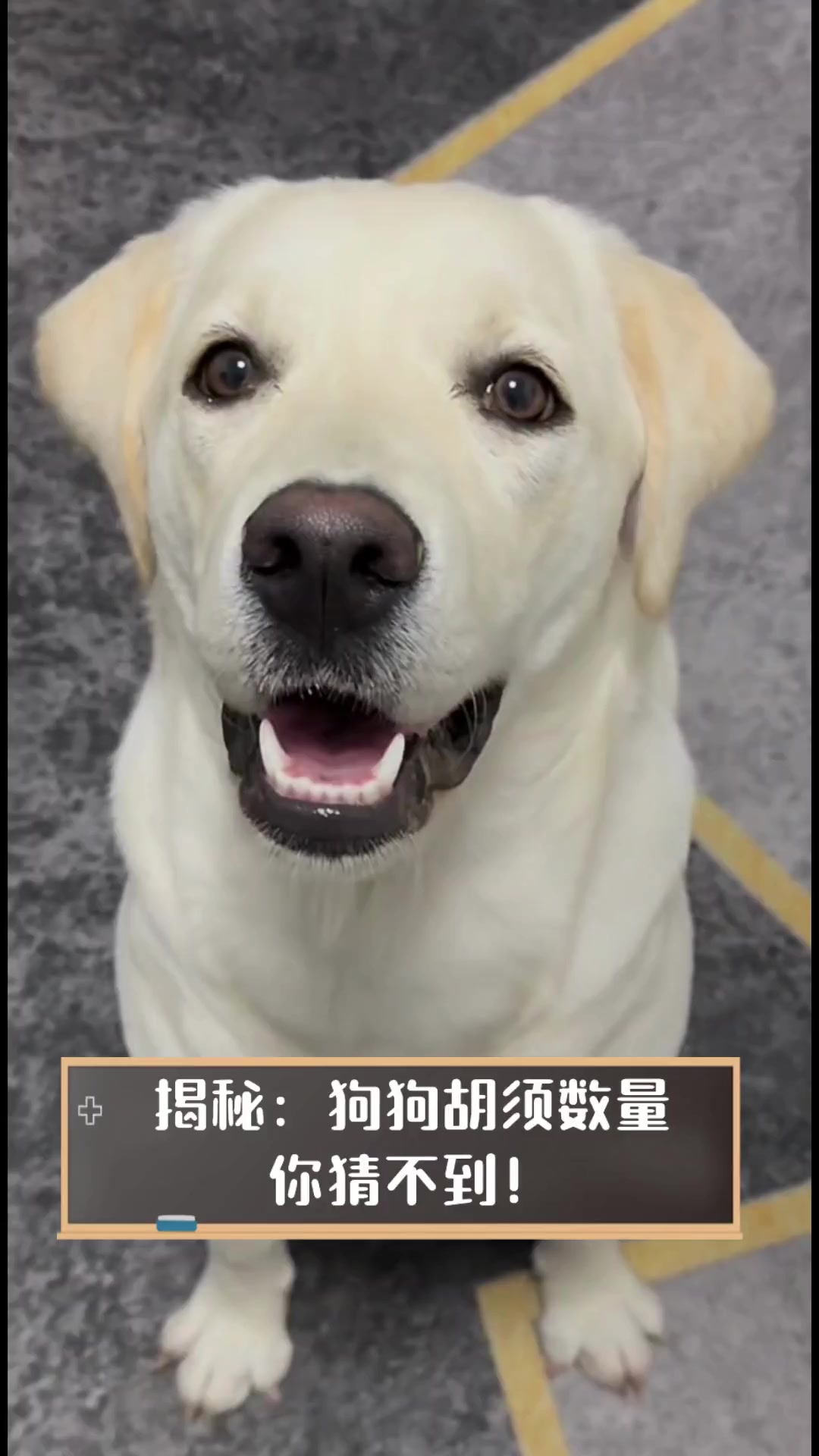 揭秘:狗狗胡须数量,你猜不到!