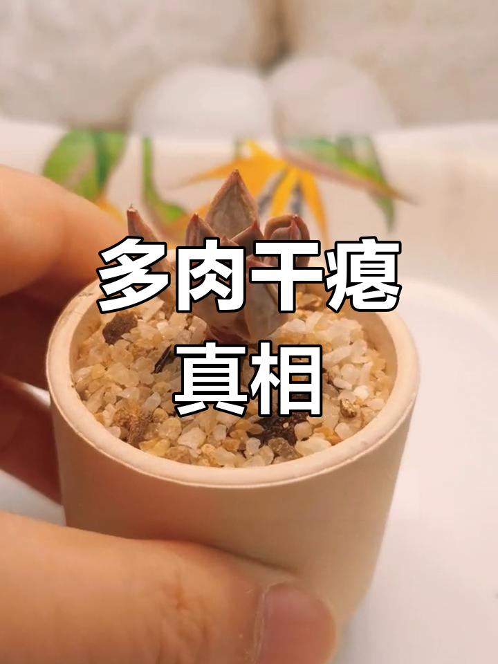 多肉叶片枯萎,浇水无效?揭秘背后原因!